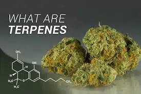 What Are Terpenes