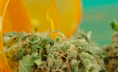 Read more about the article Cannabinoids vs Terpenes: Differences, Effects & How They Work Together