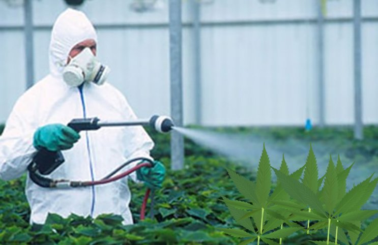 pesticide on cannabis leaves - integra-products.com