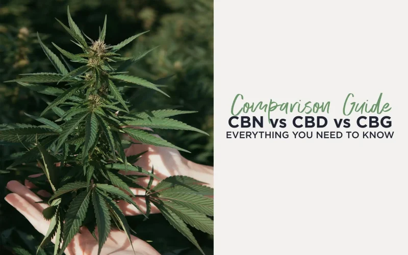 CBN vs CBD vs CBG