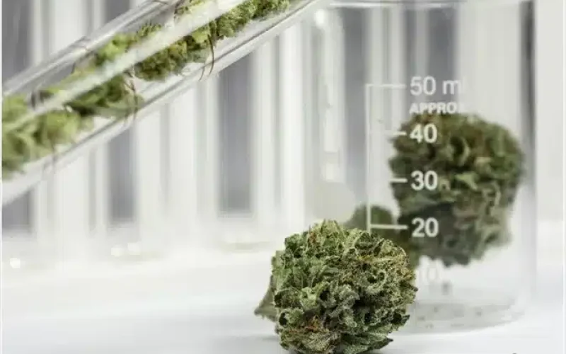 Cannabis Chromatography: Purification Techniques for High-Quality Extracts