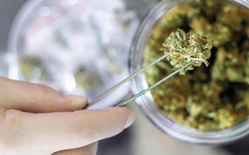 Cannabis Potency Testing: How It Works, Why It Matters, and What Labs Look For