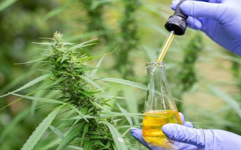 Cannabis Processing: The 10 Steps You Need to Know