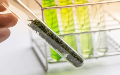 Cannabis Terpene Testing 101: What Labs Look For and Why It Matters