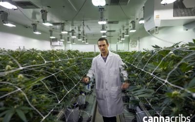 root sciences featured at planet 13 las vegas