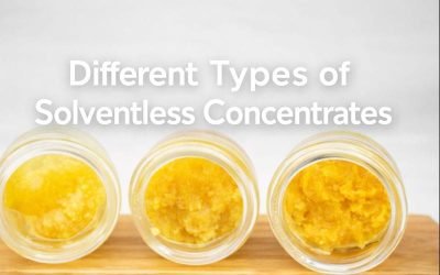 Different Types of Solventless Concentrates