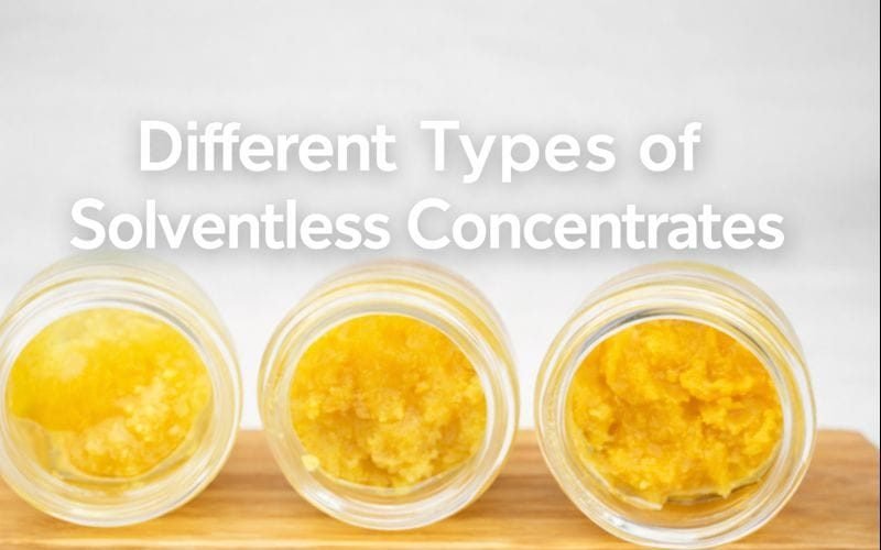 Different Types of Solventless Concentrates
