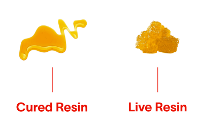 Cured Resin vs. Live Resin: What’s the difference?