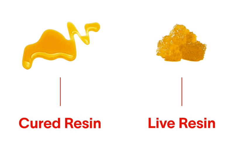 Cured Resin vs. Live Resin: What’s the difference?