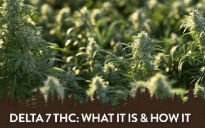 What is Delta 7 THC