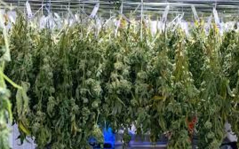 Drying and Curing Cannabis: Secrets to Preserving Quality and Flavor