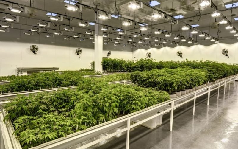 Facility Design Cannabis