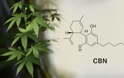 15 Health Benefits of CBN