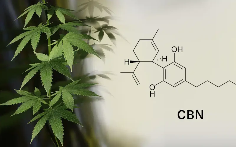 15 Health Benefits of CBN