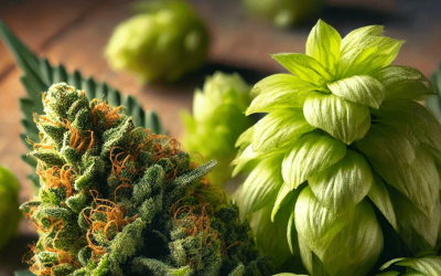 Hop Terpene