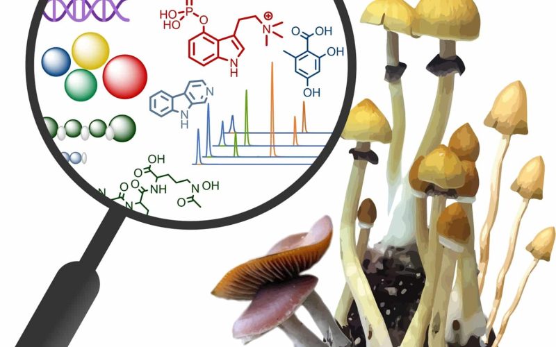 How Ethanol Is Used in Psilocybin Extraction