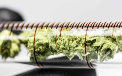 How to Identify High-Quality Cannabis Distillates in a Lab Setting