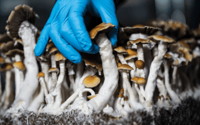 Psilocybin Extraction 101: Methods, Techniques, and Equipment Explained