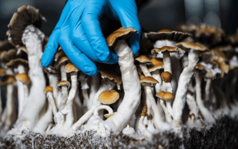 Psilocybin Extraction 101: Methods, Techniques, and Equipment Explained
