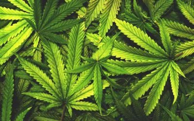 Safety Protocol for Cannabis Distillation