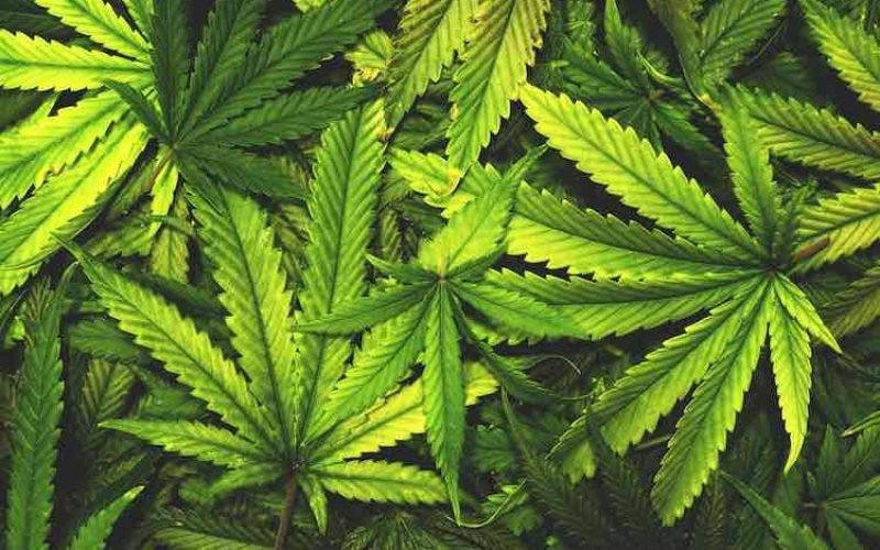 Safety Protocol for Cannabis Distillation