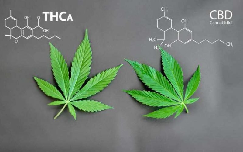 THCA vs. CBD: Key Differences