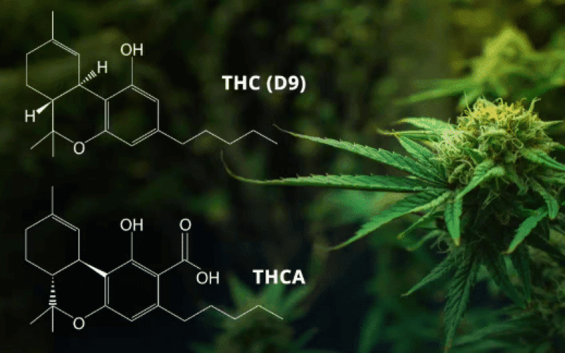 THCa vs Delta 9: Key Differences, Effects, and Benefits