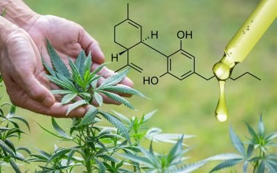 Cannabis Terpenes: A Comprehensive Guide