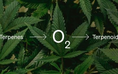 Terpenes vs Terpenoids: What’s the Difference