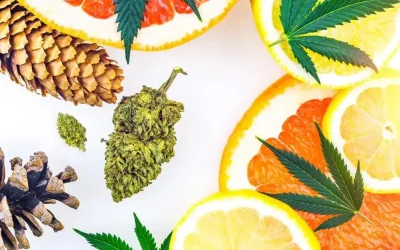Top 5 Cannabis Terpenes and Their Benefits: What You Need to Know