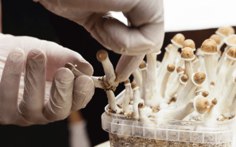 What Is Psilocybin and Why It's Being Researched