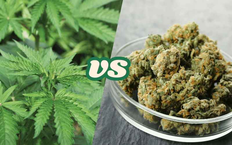 Hemp vs Cannabis