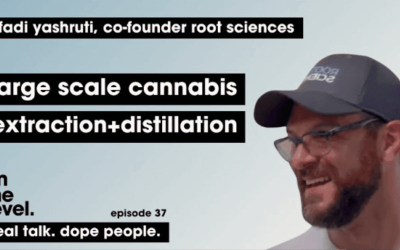 large scale cannabis extraction and distillation