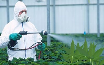 pesticide on cannabis leaves - integra-products.com