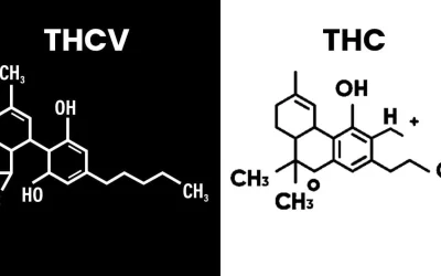 THCV vs. THC: What's the Difference?