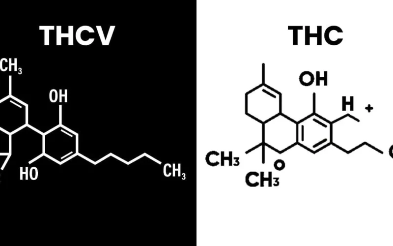THCV vs. THC: What's the Difference?