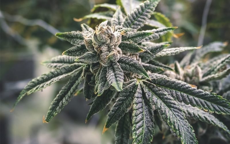 the difference between cbd and thc