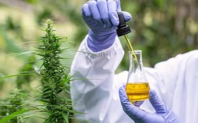 value of cannabis extracts for manufacturers