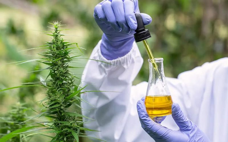 value of cannabis extracts for manufacturers